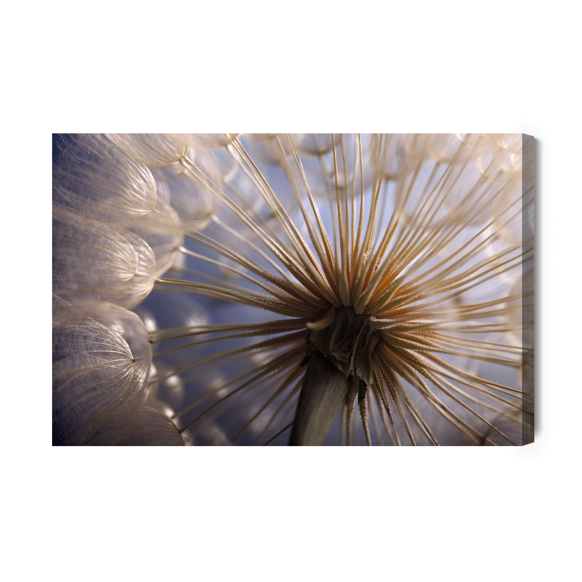 Canvas Art: Dandelion Macro – Subtle Beauty of Nature in Pastel Tones - Image 2