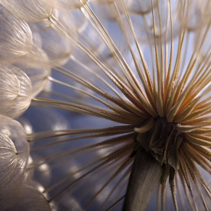 Canvas Art: Dandelion Macro – Subtle Beauty of Nature in Pastel Tones
