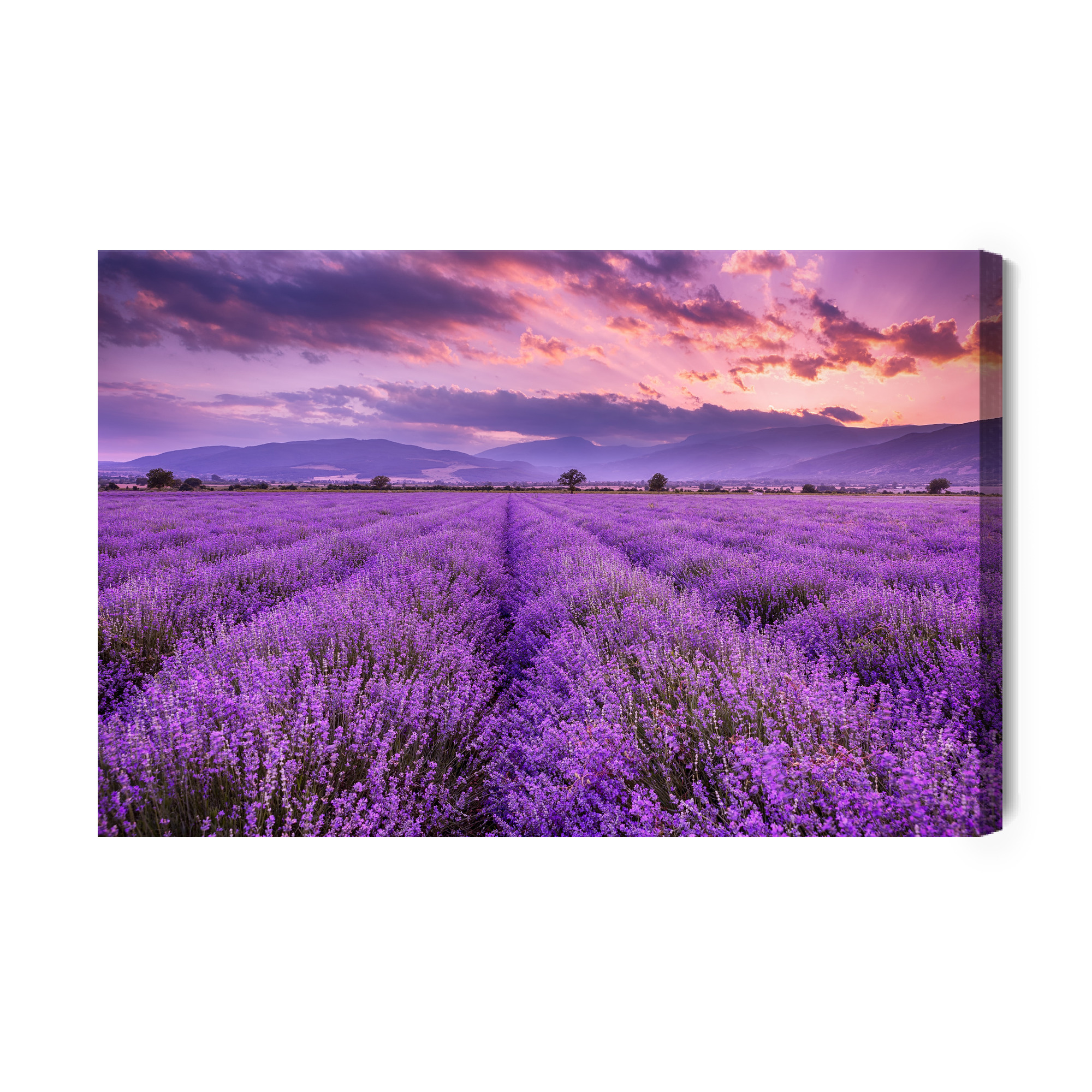 Canvas wall art: Lavender Fields at Sunset – romantic landscape for your living room - Image 2