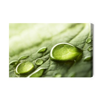 Canvas print water drops on a green leaf