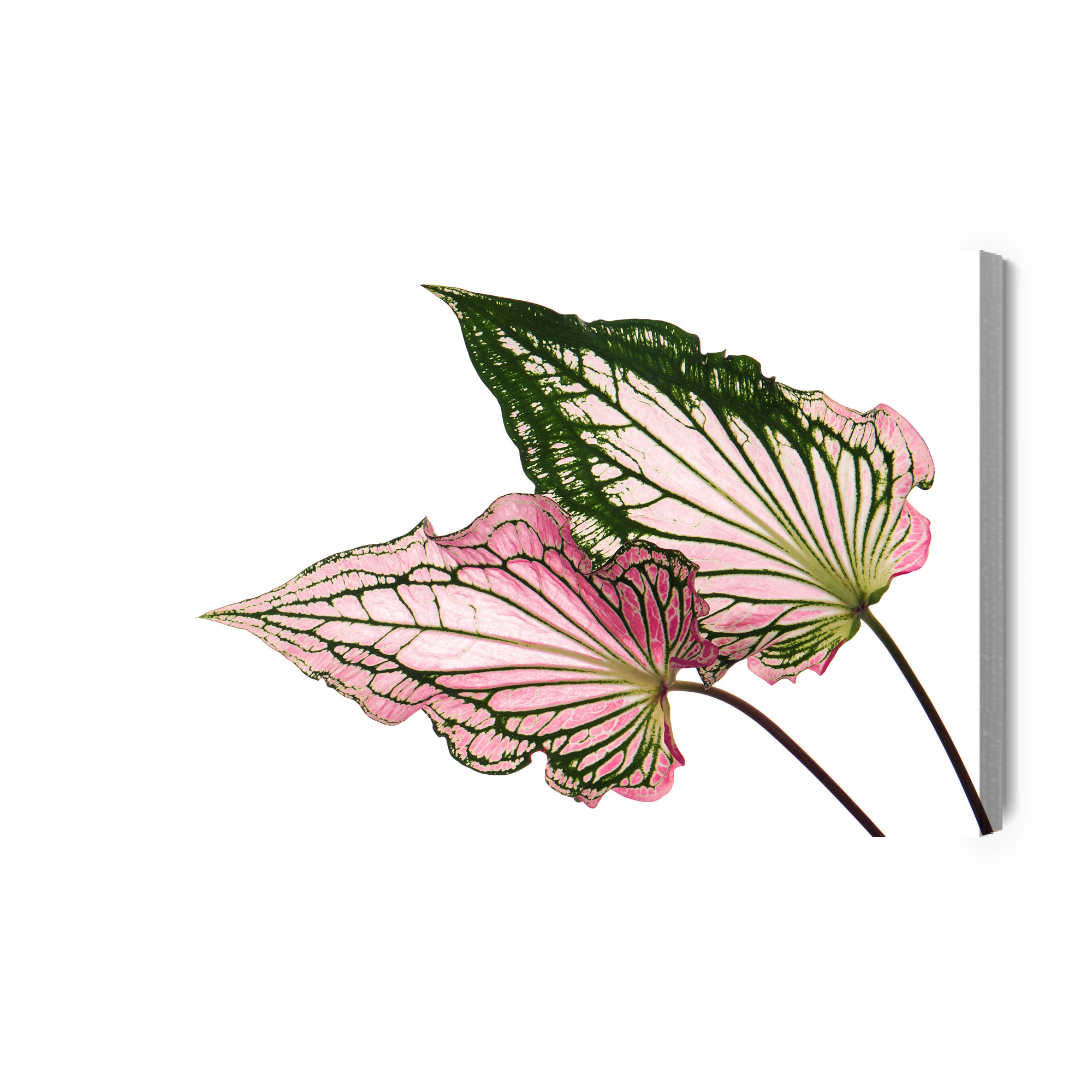 Modern Canvas Print: Pink and Green Leaves – Perfect for the Living Room - Image 2