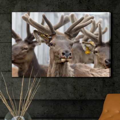 Photographic canvas wall art: Herd of deer – modern living room decor