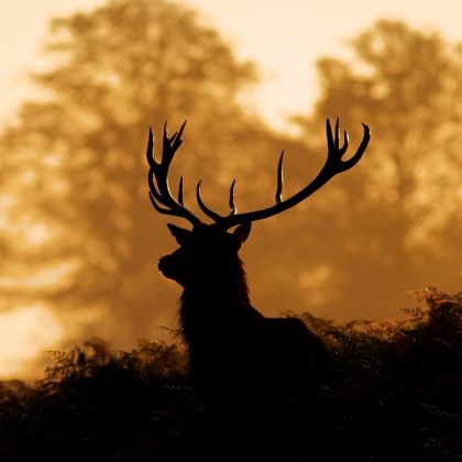 Canvas wall art: Deer silhouette at sunset – mood for the living room