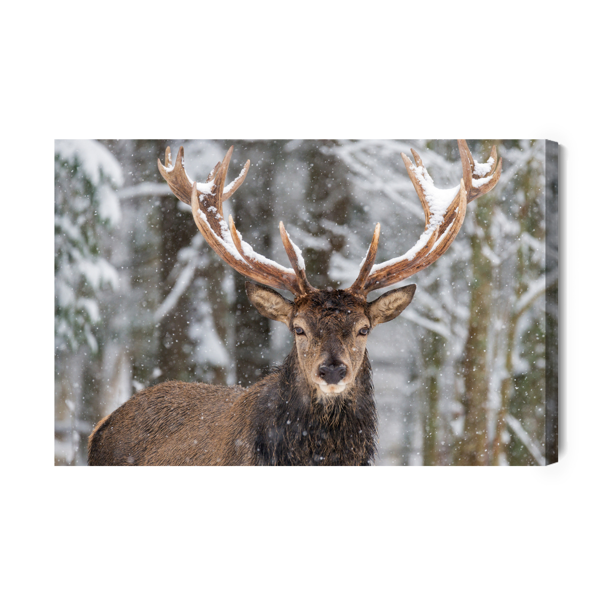 Forest canvas wall art: Deer in winter scenery – elegant living room decor - Image 2