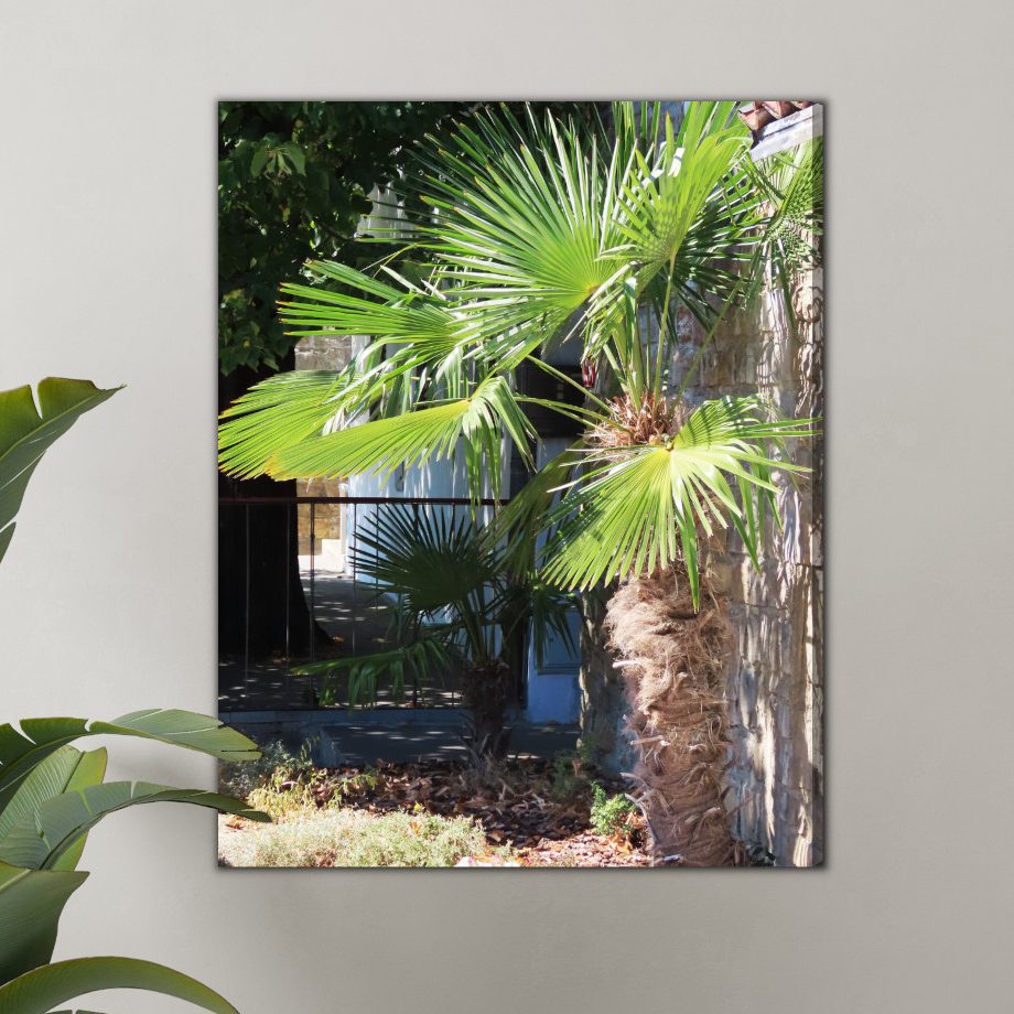 Tropical Palm by a Stone Wall – canvas print for living room