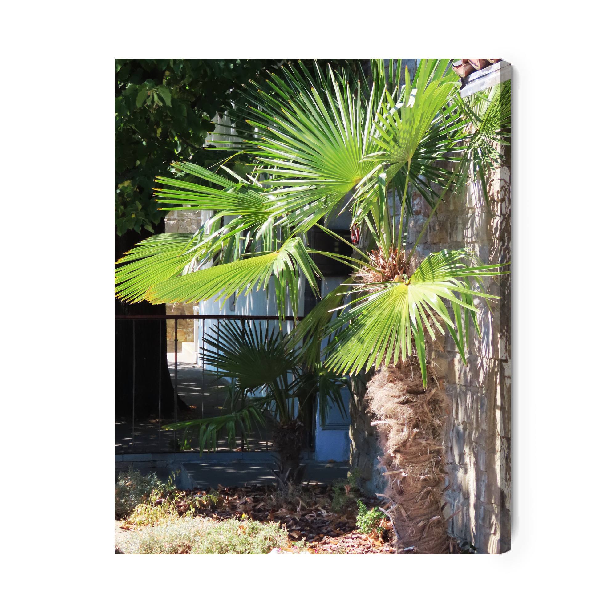 Tropical Palm by a Stone Wall – canvas print for living room - Image 2