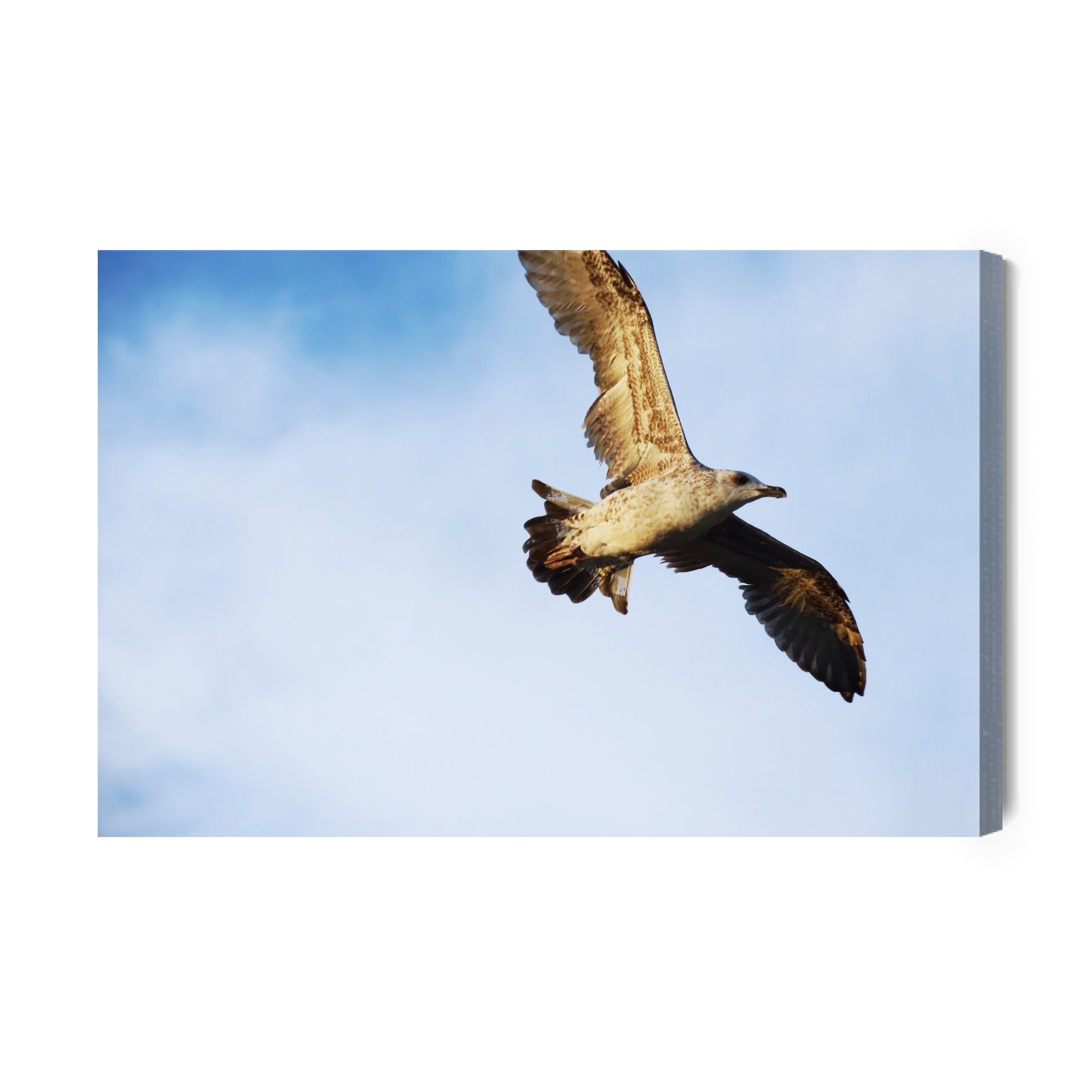 Dynamic Canvas Print: Seagull in Flight Against the Sky – for living room & office - Image 2