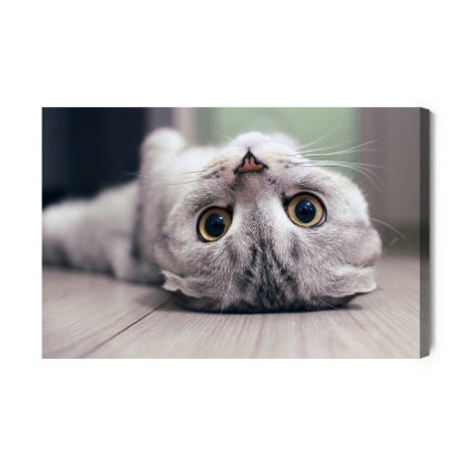 Canvas Print Cute Cat with Charming Gaze
