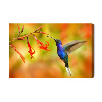 Canvas Print Hummingbird in Exotic Colors