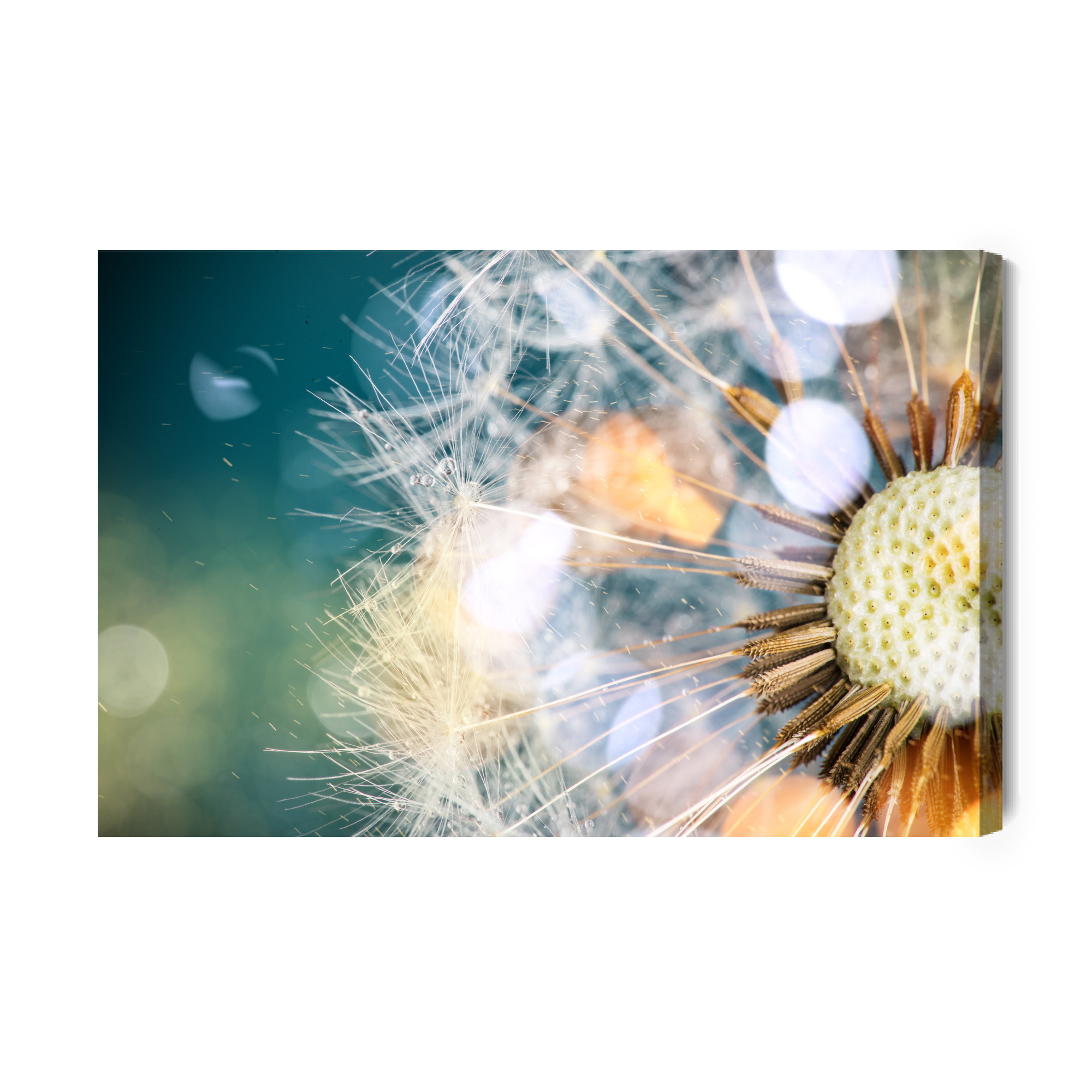 Dandelion in Soft Light. Canvas Print - Image 11
