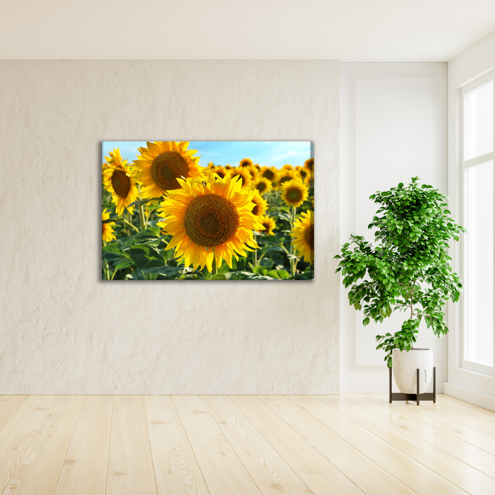 Sunflower Field in the Summer Sun. Canvas Print - Image 3