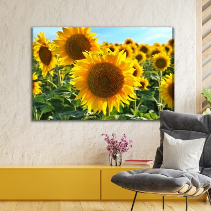 Sunflower Field in the Summer Sun. Canvas Print