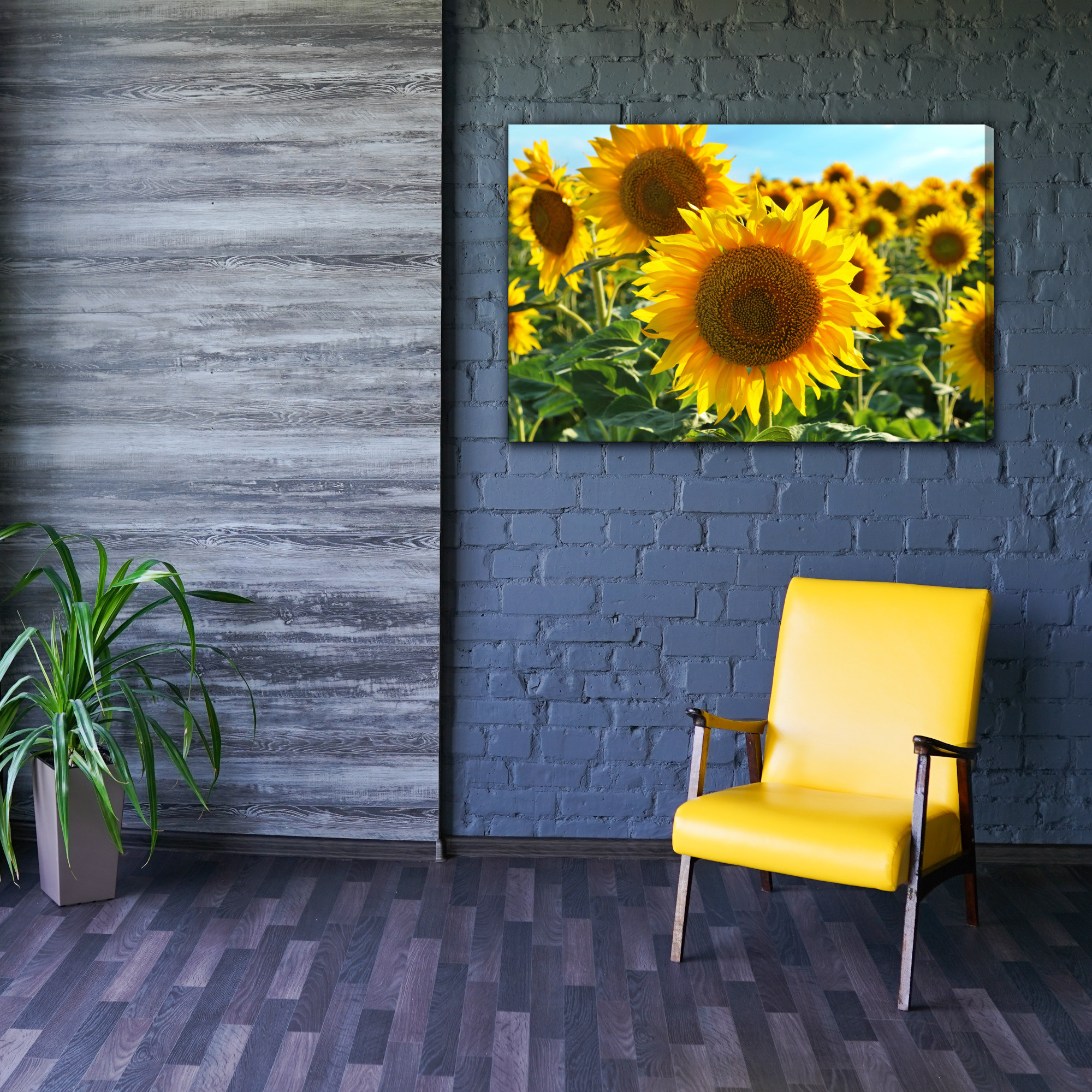 Sunflower Field in the Summer Sun. Canvas Print - Image 11