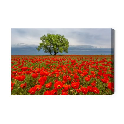 Canvas print solitary tree among poppies