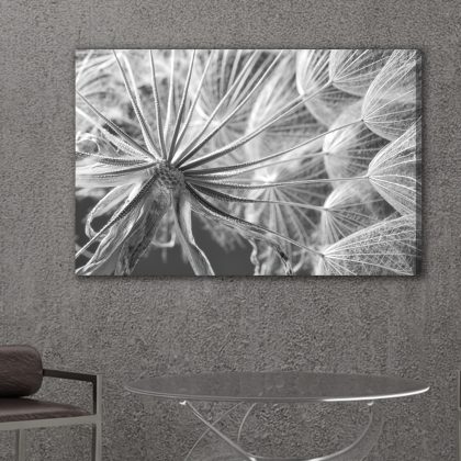 Black and White Dandelion Close-up. Canvas Print