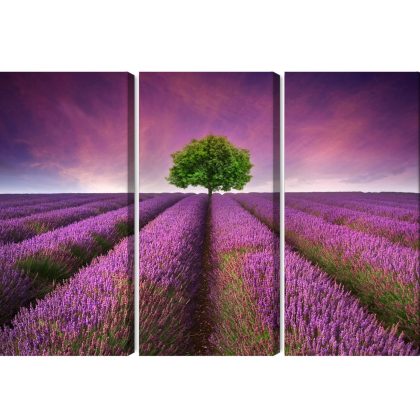 Canvas print triptych tree in a lavender field
