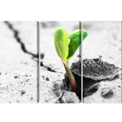 Triptych canvas print green sprout macro