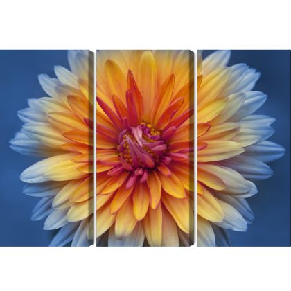 Triptych canvas print colourful flower macro