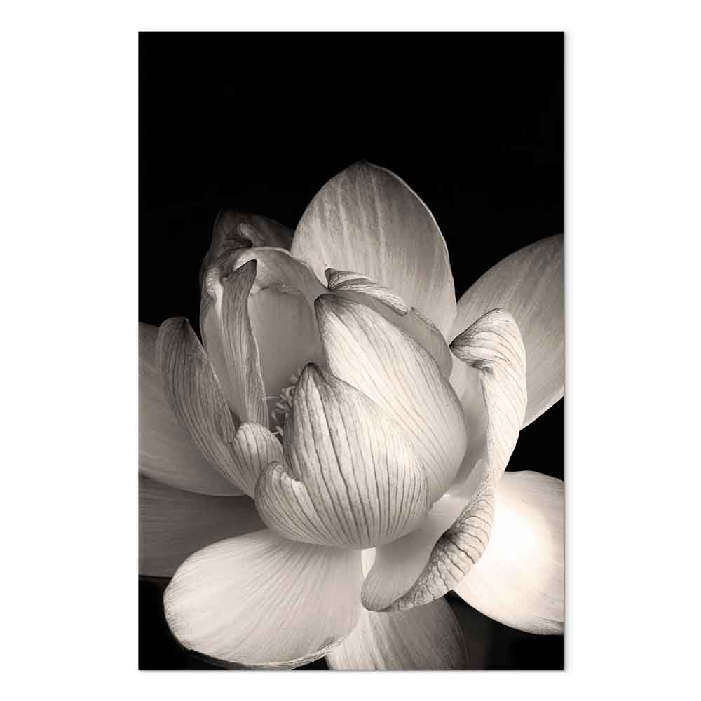 Leinwandbild Weißer Lotus auf schwarzem Hintergrund – Bild 2