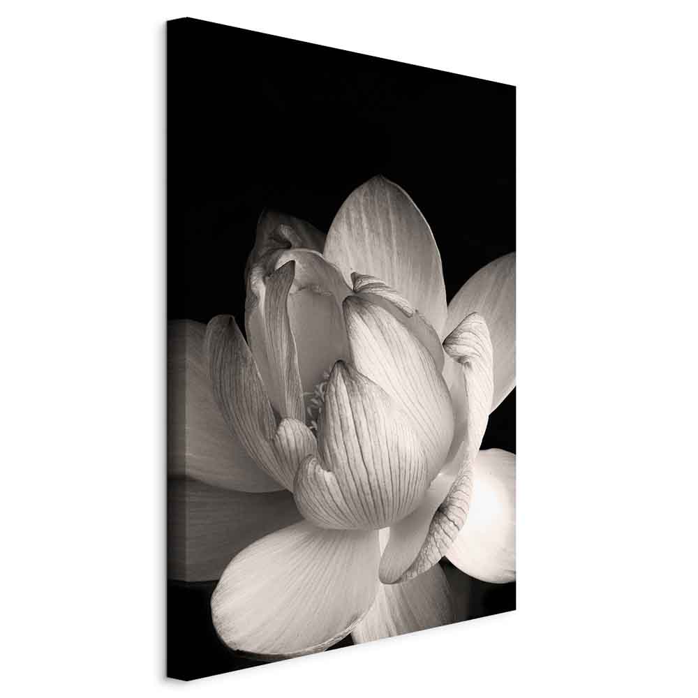 Leinwandbild Weißer Lotus auf schwarzem Hintergrund – Bild 11