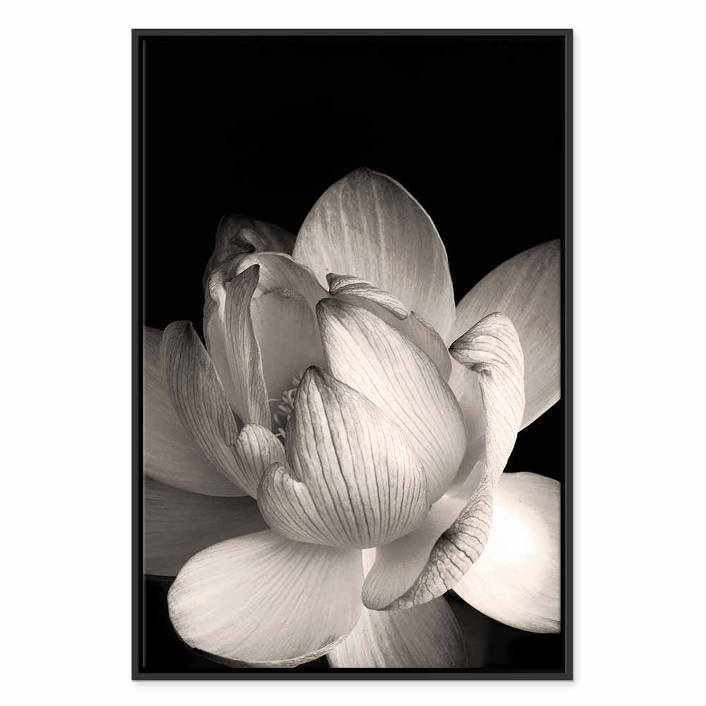 Leinwandbild Weißer Lotus auf schwarzem Hintergrund – Bild 15