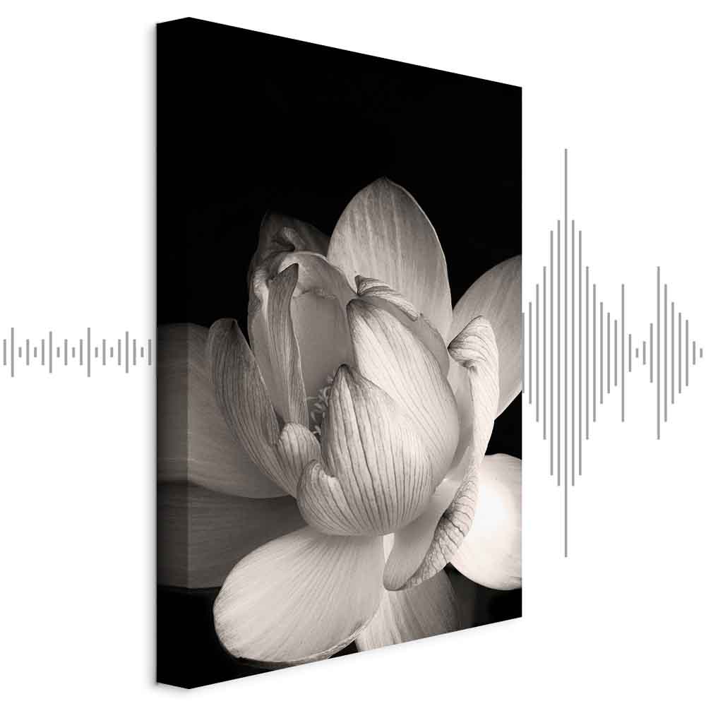 Leinwandbild Weißer Lotus auf schwarzem Hintergrund