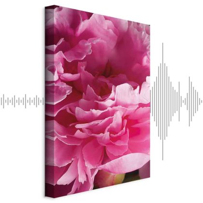 Leinwandbild Rosa Pfingstrose in Nahaufnahme