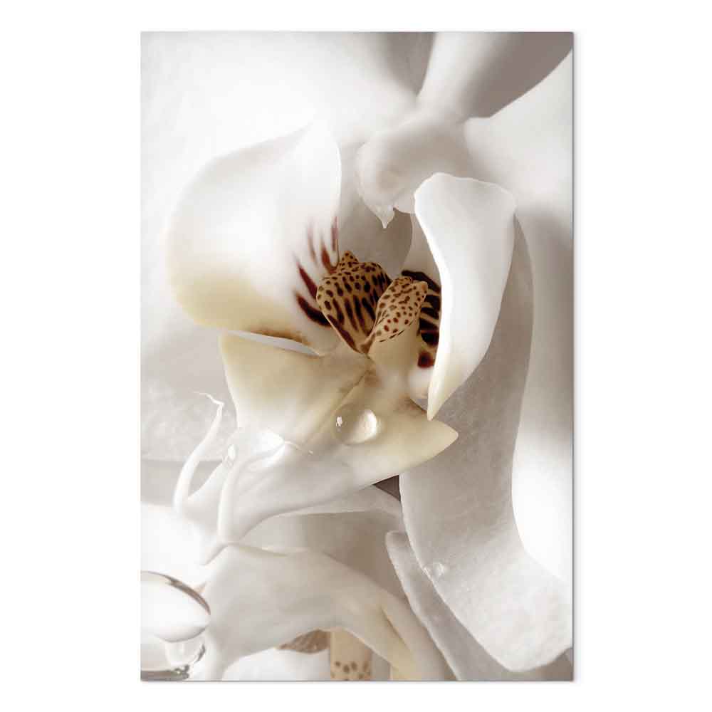 Canvas Print Orchid in Cream Harmony - Image 2