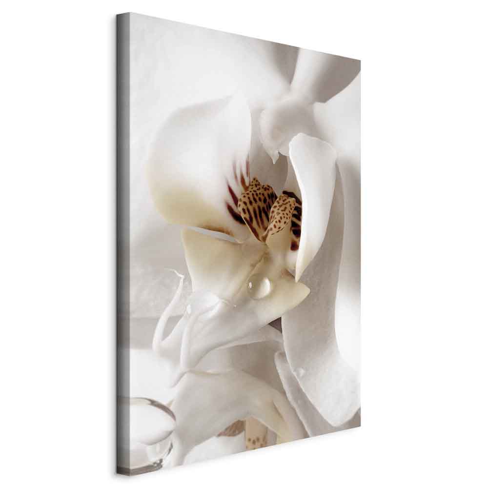 Canvas Print Orchid in Cream Harmony - Image 11